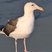 Western Gull